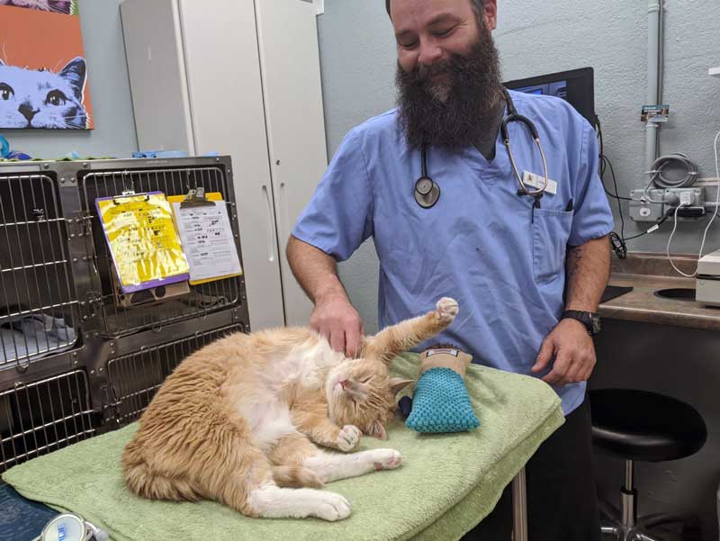 Veterinary Care in Sunnyvale