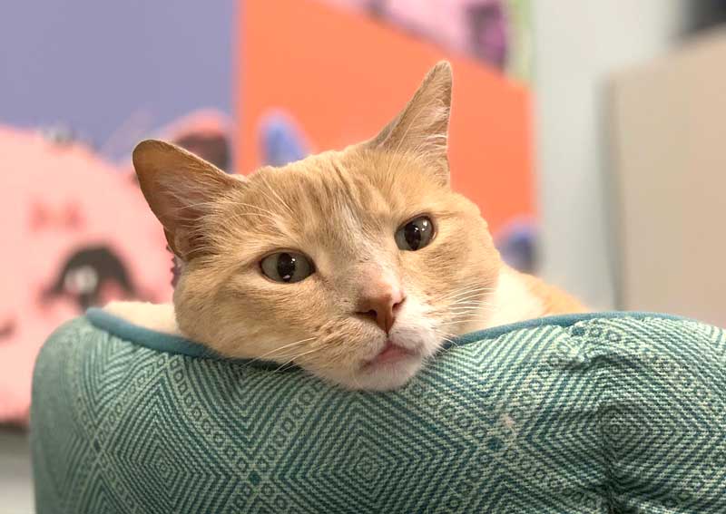 Carousel Slide 5: Cat veterinarians