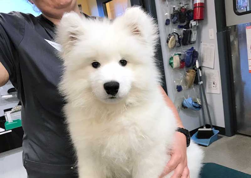 Carousel Slide 4: Dog veterinary care