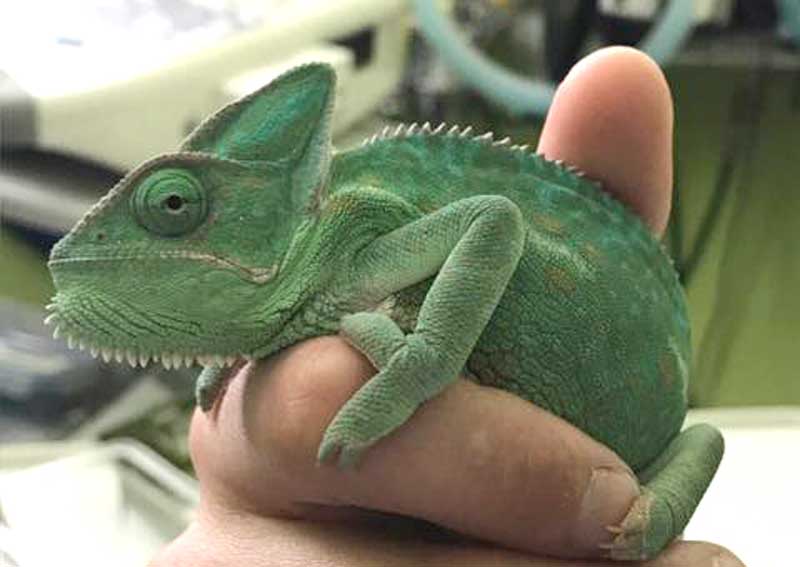 Carousel Slide 6: Exotic pet veterinarians