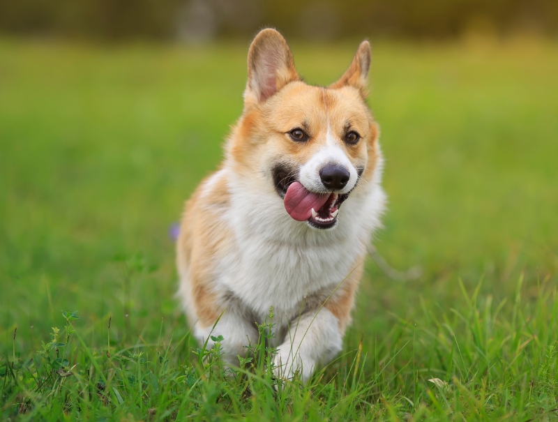 Sunnyvale Pet Hospital